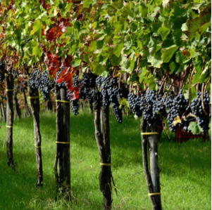 D'Antiche Terre