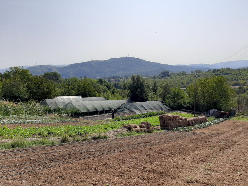 Green Republic